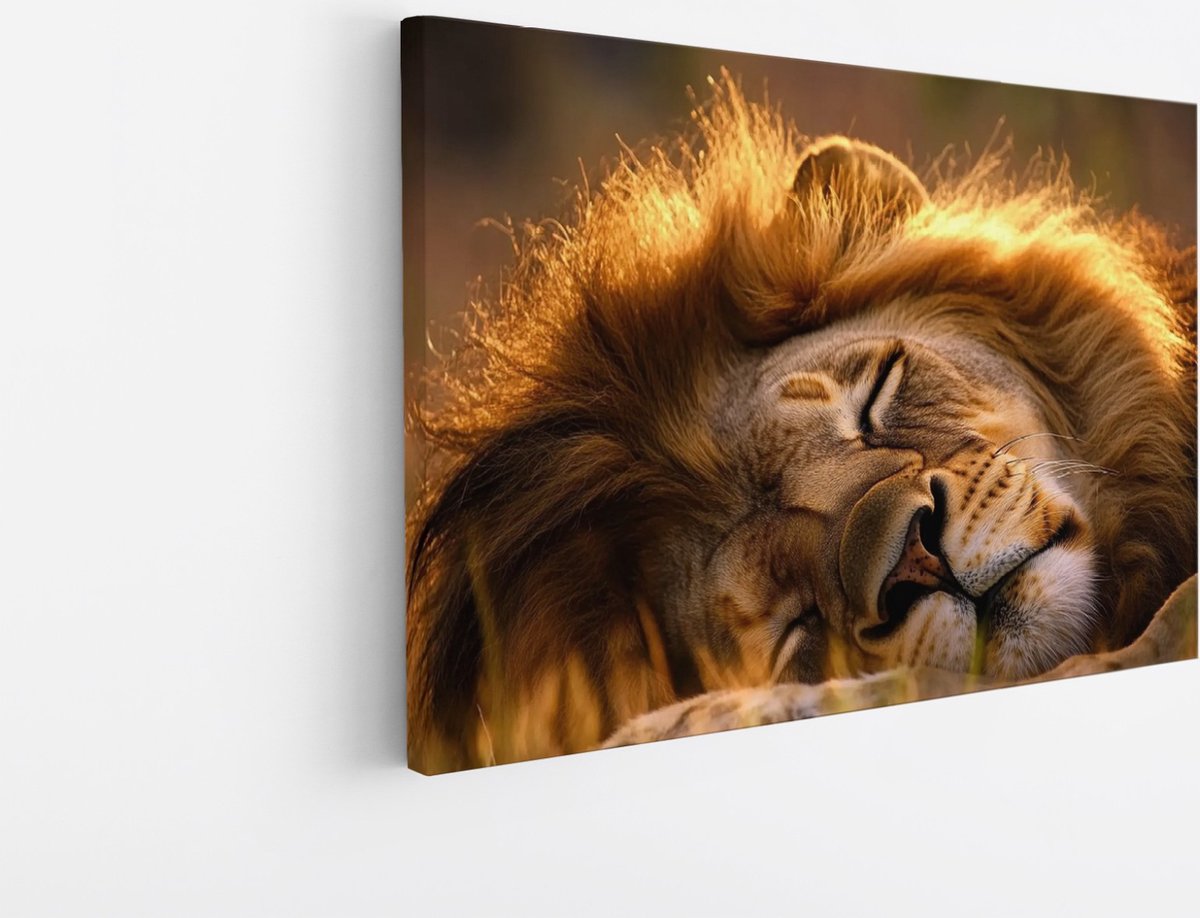 Saammp Canvas Schilderij - Slapende Leeuw in zonsondergang - Dieren - Natuur - 90x60 - Foto op canvas - Wanddecoratie - Muurdecoratie Woonkamer - Slaapkamer decoratie - Canvas Print Multicolor