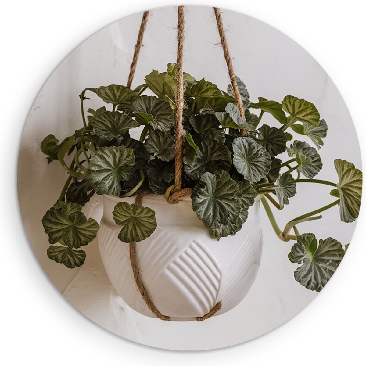 Saammp Forex Muurcirkel - Planten in hangende bak - Bloemen - Abstract - Ø 70 - Wandcirkel - Wanddecoratie Cirkel - Muurdecoratie Woonkamer - Kantoor Decoratie