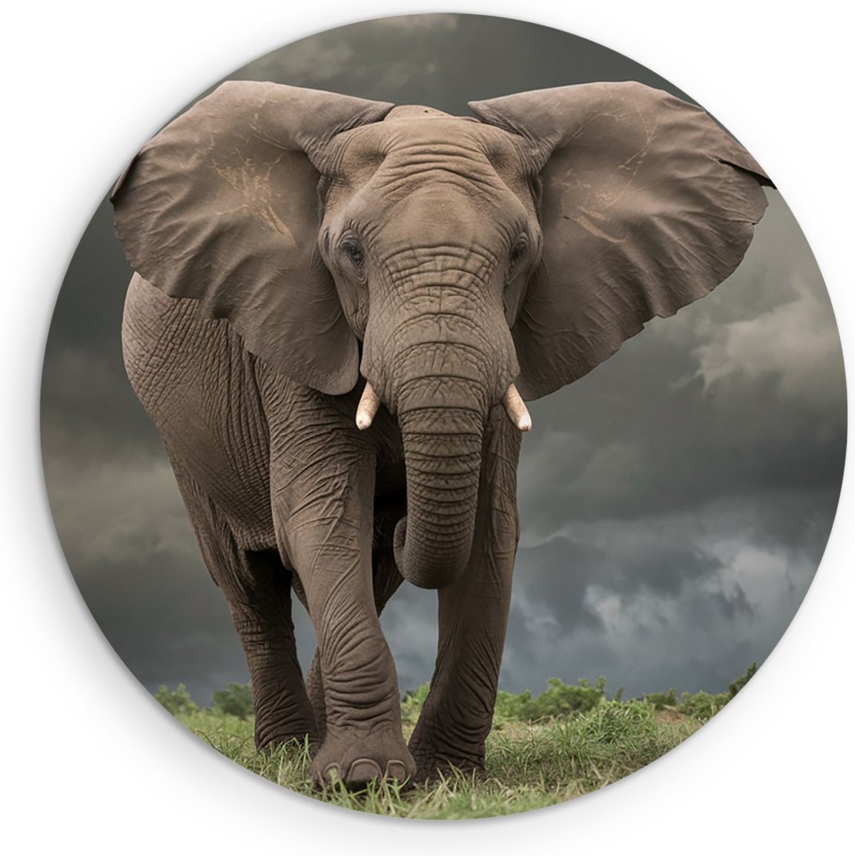 Saammp Forex Muurcirkel - Olifant tijdens Storm - Afrika - Dieren - Ø 70 - Wandcirkel - Wanddecoratie Cirkel - muurdecoratie Woonkamer - Slaapkamer decoratie - Rond Schilderij