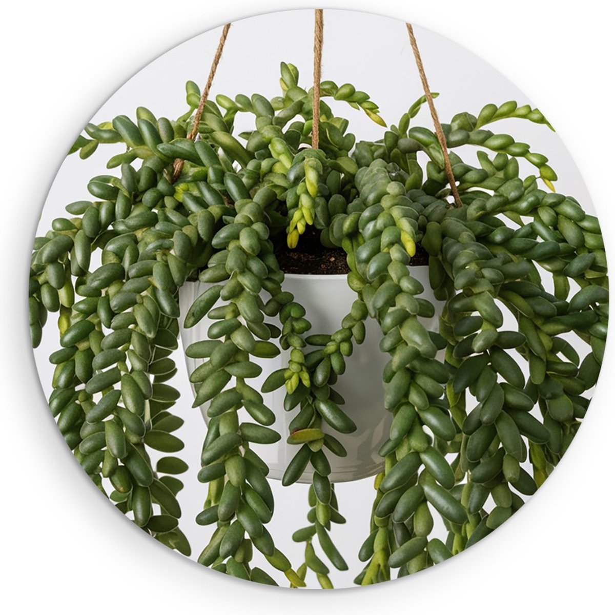 Saammp Forex Muurcirkel - Hangplant Vetplant - Natuur - Abstract - Ø 40 - Wandcirkel - Wanddecoratie Cirkel - Muurdecoratie Woonkamer - Kantoor Decoratie