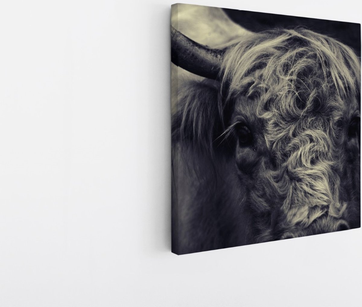 Saammp Canvas Schilderij - Portret Schotse Hooglander Koe - Natuur - Dieren - 40x40 - Foto op canvas - Wanddecoratie - Muurdecoratie Woonkamer - Slaapkamer decoratie - Canvas Print Multicolor