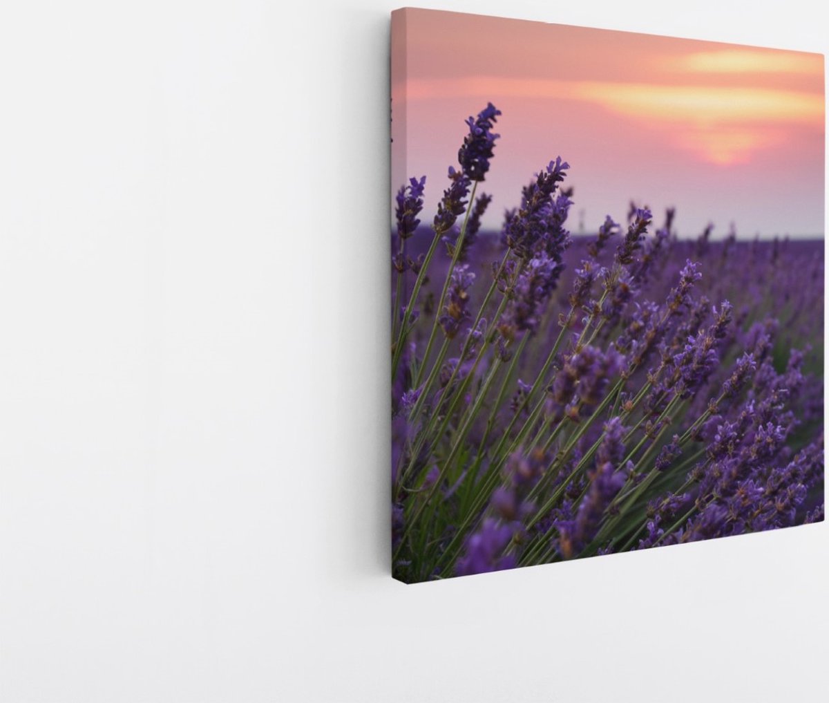 Saammp Canvas Schilderij - Lavendel tijdens zonsondergang - Natuur - Landschap - 30x30 - Foto op canvas - Wanddecoratie - Muurdecoratie Woonkamer - Slaapkamer decoratie - Canvas Print Multicolor