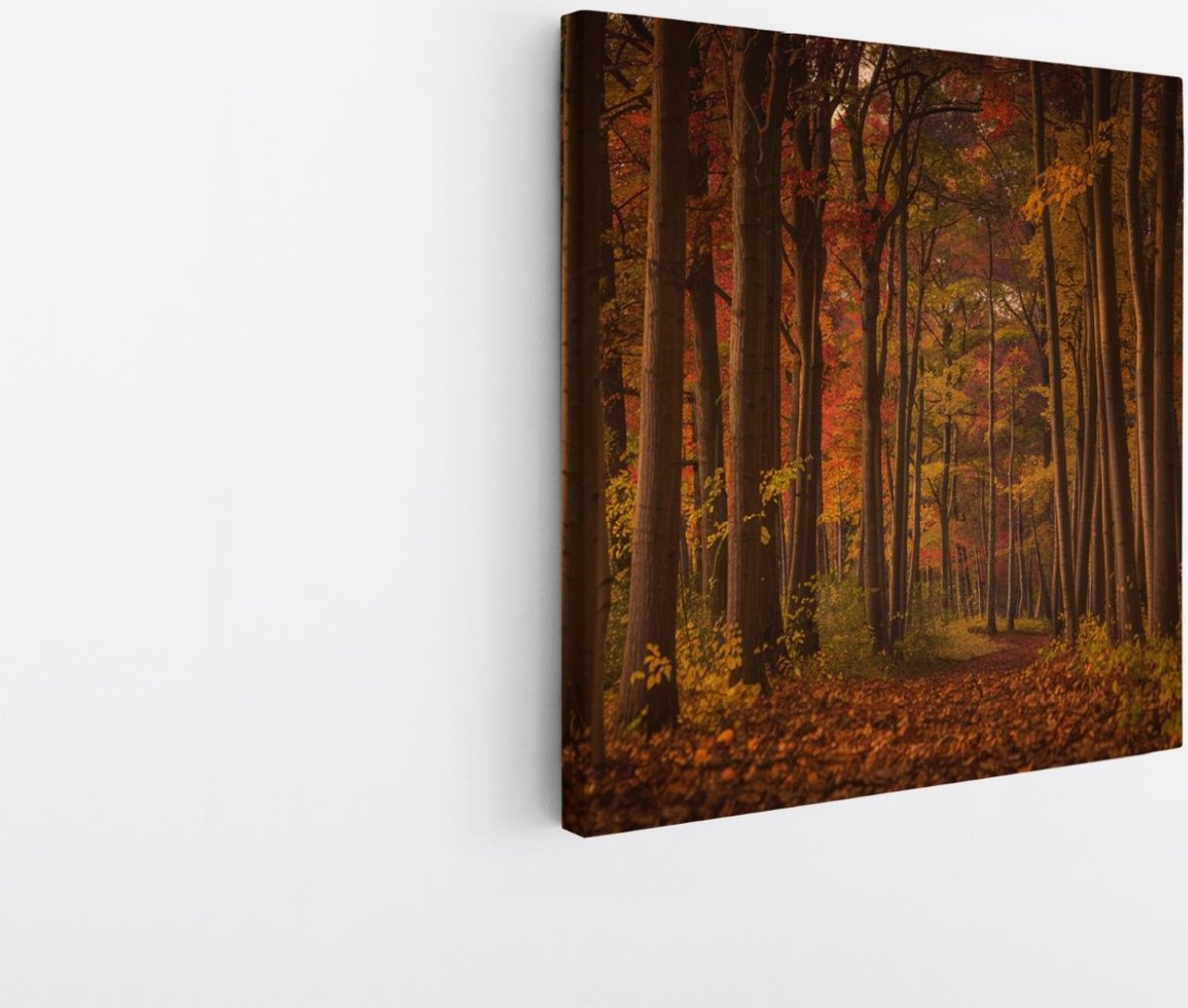 Saammp Canvas Schilderij - Herfstbos - Pad met zonsondergang - Landschap - Natuur - 40x40 - Foto op canvas - Wanddecoratie - Muurdecoratie Woonkamer - Slaapkamer decoratie - Canvas Print Multicolor
