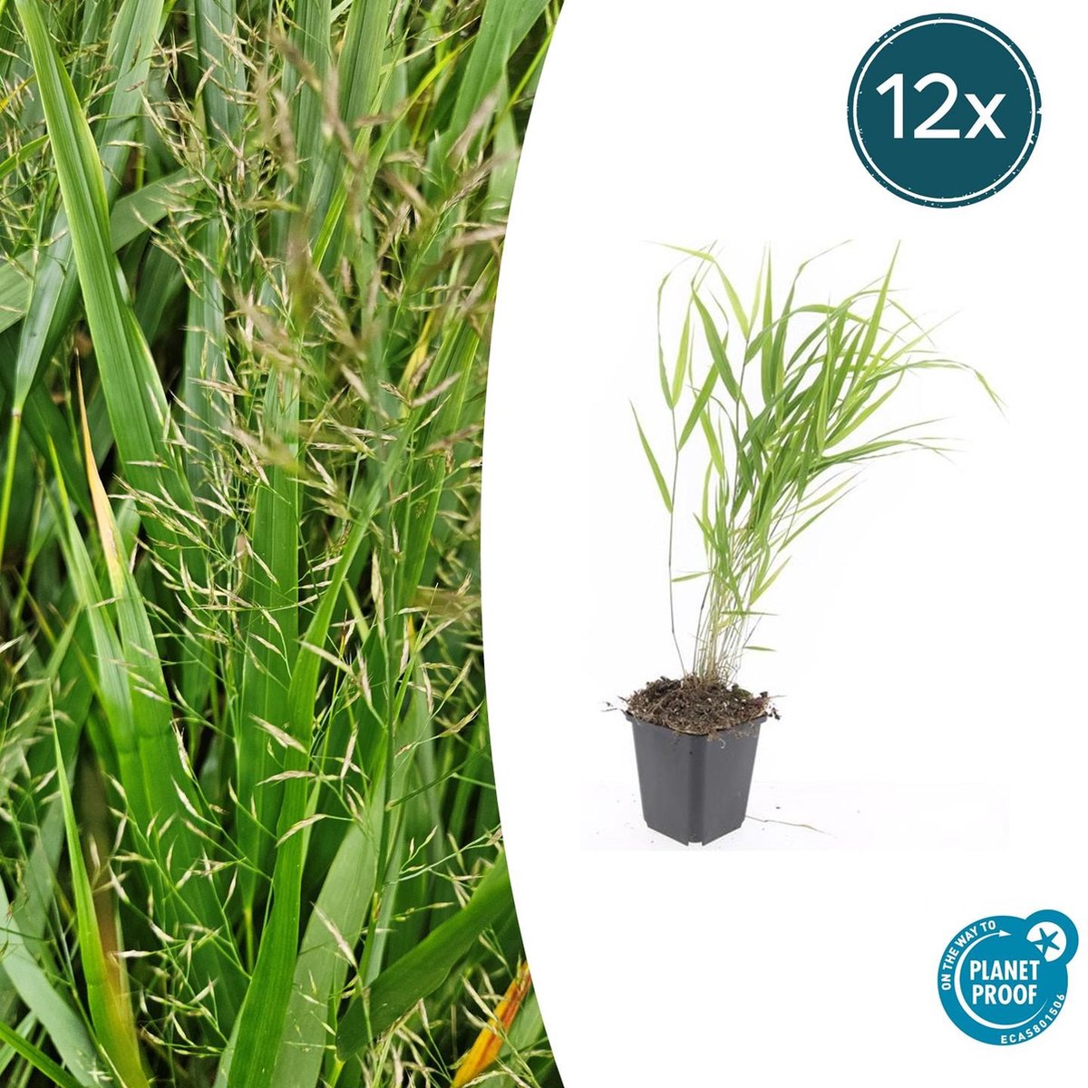 Tuinplantenshop.com | Hakonechloa macra | 12 stuks - Ø9cm - 10-25cm hoog - Tuinplant