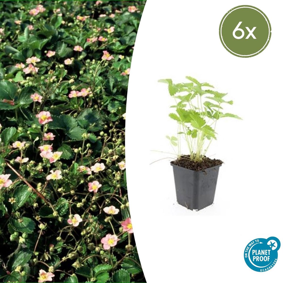 Tuinplantenshop.com | Fragaria vesca | 6 stuks - Ø9cm - 10-25cm hoog - Tuinplant