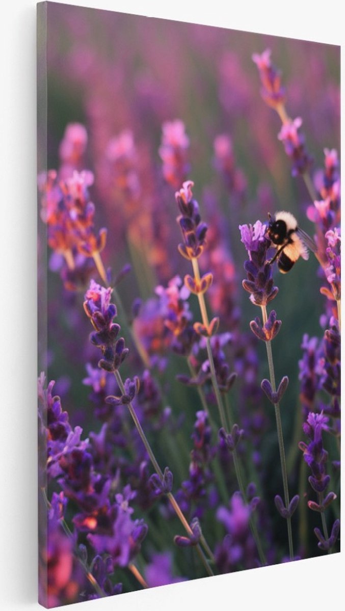 Saammp Canvas Schilderij - Lavendel met bij - Natuur - Landschap - 20x30 - Foto op canvas - Wanddecoratie - Muurdecoratie Woonkamer - Slaapkamer decoratie - Canvas Print Multicolor