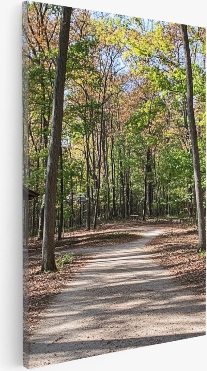 Saammp Canvas Schilderij - Nederlands bos- Natuur - Landschap - 60x90 - Foto op canvas - Wanddecoratie - Muurdecoratie Woonkamer - Slaapkamer decoratie - Canvas Print Multicolor