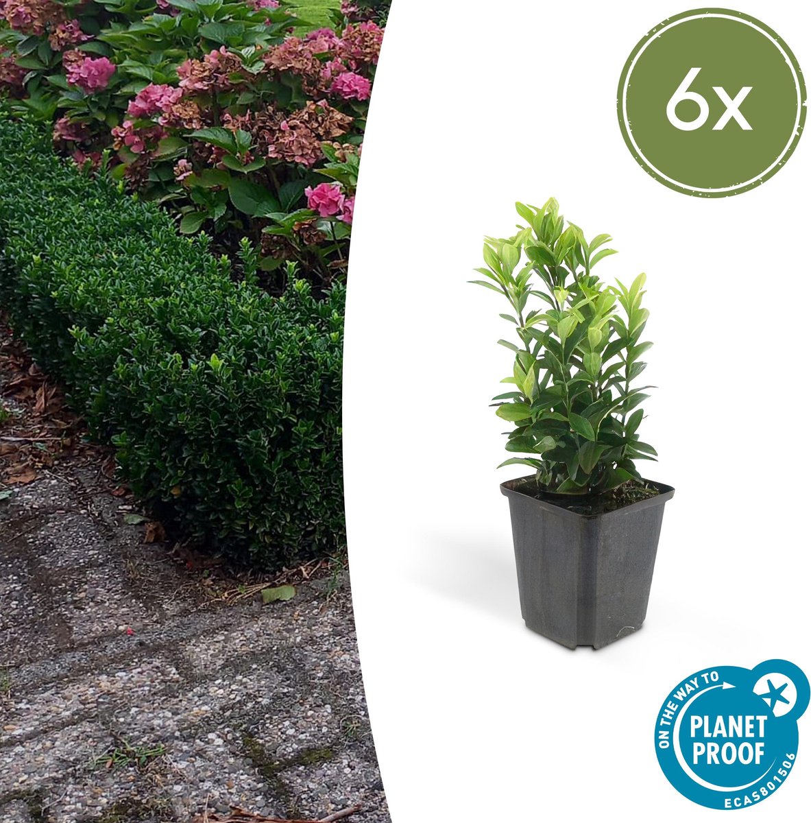 Tuinplantenshop.com | Euonymus jap. Green Spire | 6 stuks - Ø9cm - 10-25cm hoog - Tuinplant