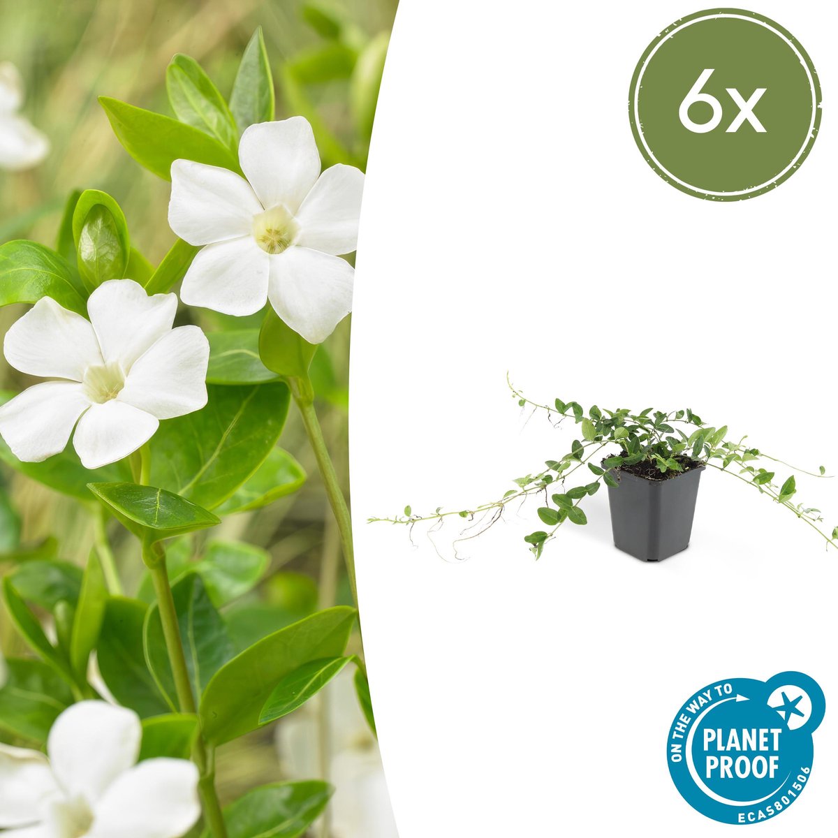 Set van 6 Kleine Maagdenpalm - Vinca minor Alba wit hoogte 15cm potmaat 9cm