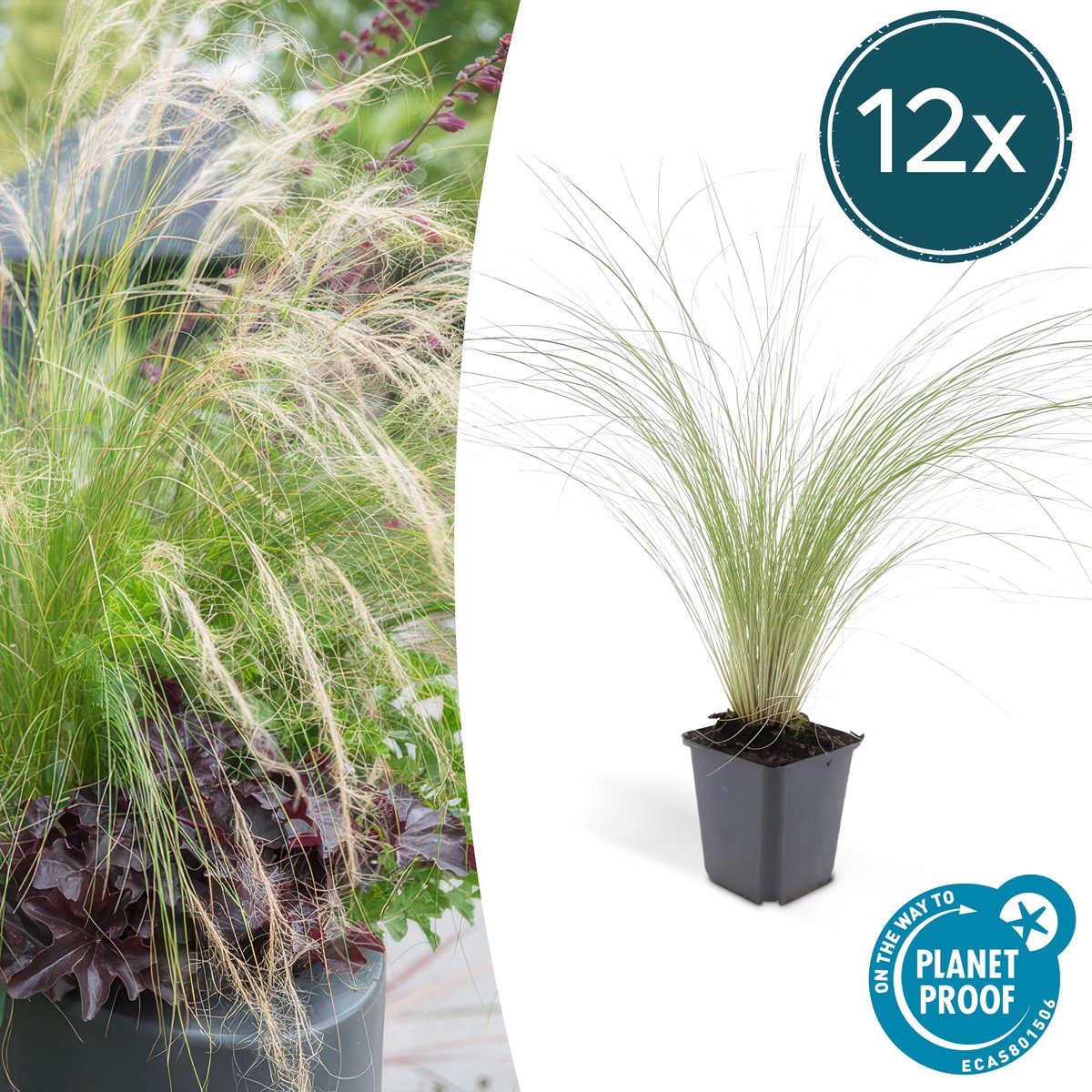 Tuinplantenshop.com | Stipa tenuissima 'Ponytails' | 12 stuks - Ø9cm - 10-25cm hoog - Tuinplant
