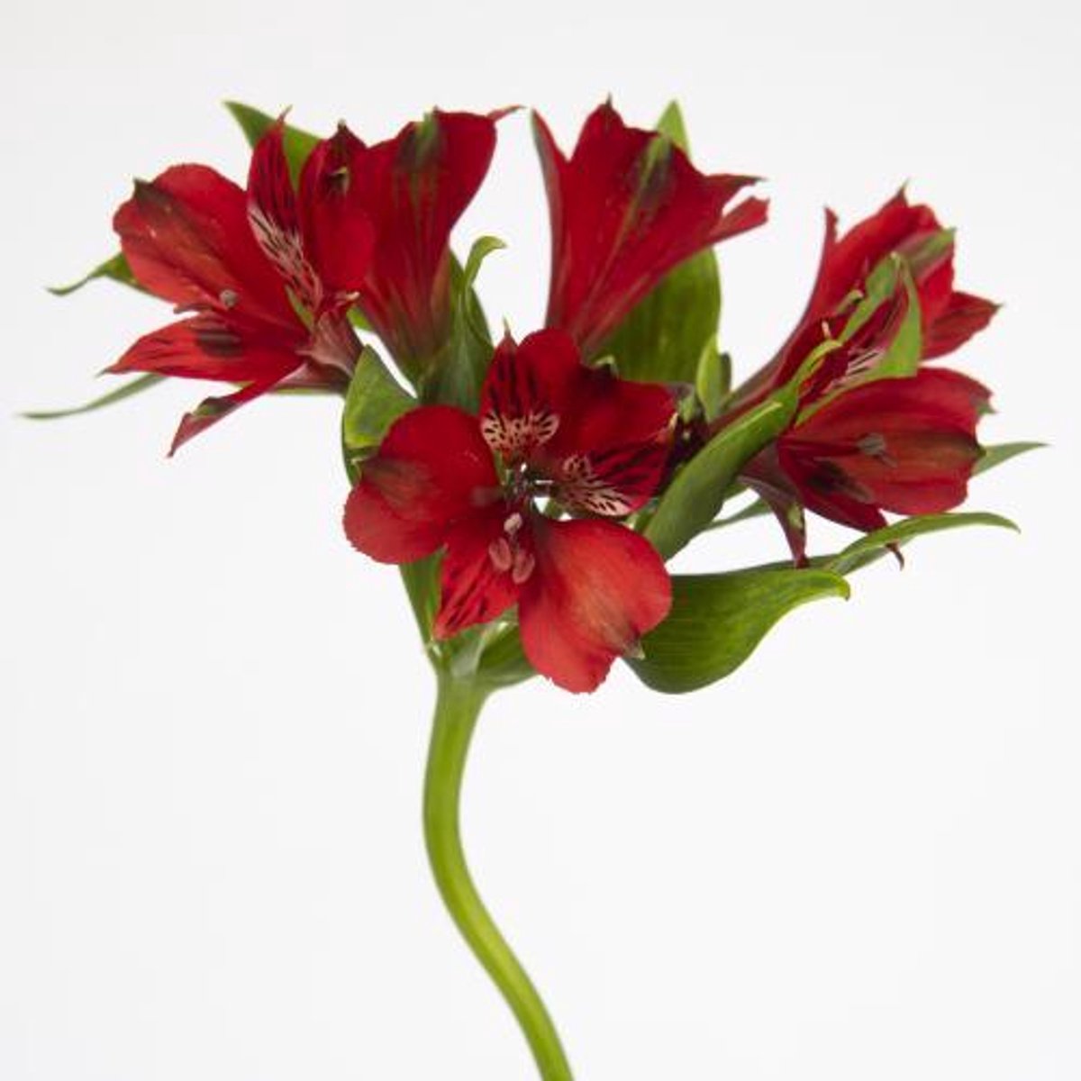 10x Alstroemeria nadya 70cm