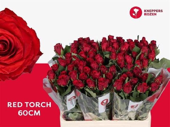 20x Rosa red torch 60cm | bol