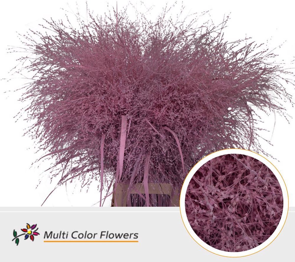 50x Gs panicum roze 80cm