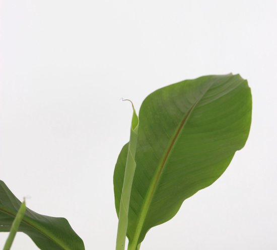Gedetailleerde close-up van een groot, groen bananenblad met een rode nerf.