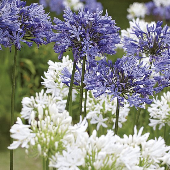 Bloomique - Mix van 3 - Agapanthus - Afrikaanse Lelie - Blauw, Wit - Knollen - Tuinplanten - Vaste Planten - Winterhard - Meerjarig - Groeit tot 80 cm