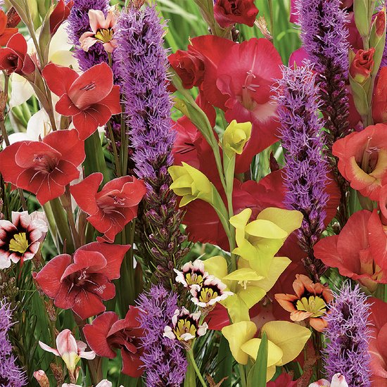 Foto: Bloomique mix van 75 vlinders en bijen mix liatris sparaxis allium crocosmia tigridia bloembollen meerjarig zomerbloeiend winterhard groeit tot 25 125 cm