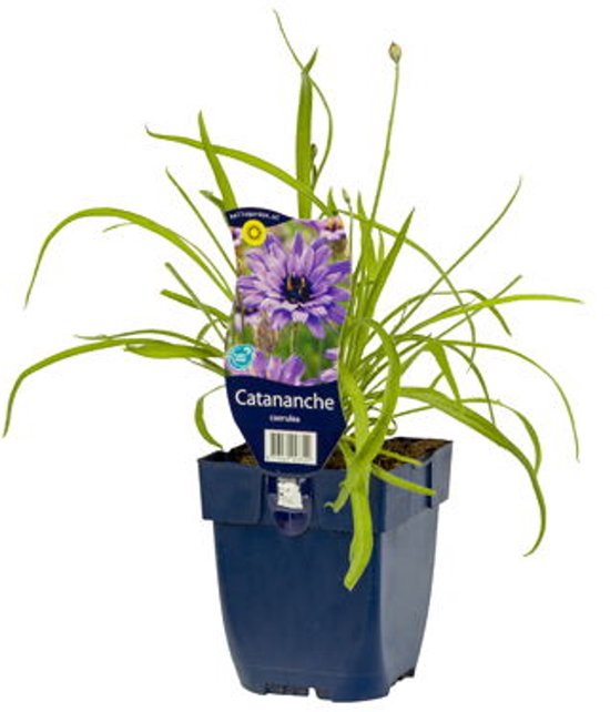 griffioen-catananche-caerulea-bol