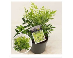 Nandina dom. 'Magical Lemon And Lime'® - Hemelse Bamboe 25- 30 cm in pot