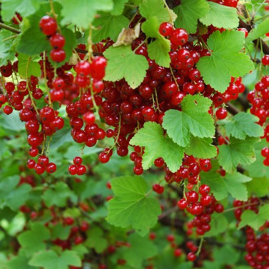 Trossen sappige rode bessen hangend aan takken met groene bladeren.