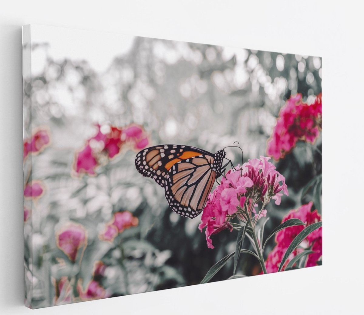 Saammp Canvas Schilderij - Vlinder bij Roze Bloemen - Dieren - Natuur - 40x30 - Foto op canvas - Wanddecoratie - muurdecoratie Woonkamer - Slaapkamer decoratie - Canvas Print Multicolor