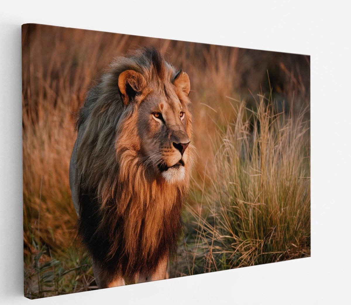 Saammp Canvas Schilderij - Leeuw Tussen Het Hoge Gras - Dieren - Natuur - 50x40 - Foto op canvas - Wanddecoratie - Muurdecoratie Woonkamer - Slaapkamer decoratie - Canvas Print Multicolor
