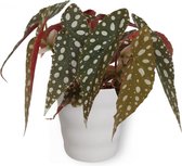 Kamerplant Begonia Maculata – Stippenbegonia - ± 20cm hoogte – 12 cm diameter - in witte pot