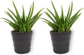 2x Aloe Vera Kamerplant - ± 30cm hoog - In zwarte pot