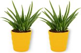 2x Kamerplant Aloë Vera – ±  25 cm hoog – 12cm diameter - in gele pot