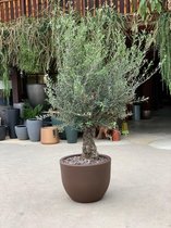 Combi deal - Olijfboom Olea Europaea Bonsai inclusief eggy taupe pot - 200 cm