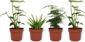 Set van 4 Kamerplanten - 2x Monstera Deliciosa & 1x Aloe Vera Clumb & 1x Asparagus Plumosus - ± 25cm hoog - 12cm diameter