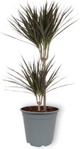 Kamerplant Draceana Marginata - Drakenbloedboom - ± 80cm hoog - 19cm diameter