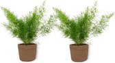 2x Kamerplant Asparagus Sprengeri - Sierasperge - ± 25cm hoog - ⌀  12cm - in bruine sierzak