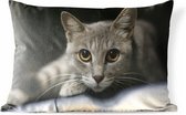 Coussins d'extérieur - Jardin - Chat avec de grandes pupilles de près - 60x40 cm