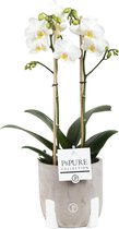 Orchidee van vriendschap en om te zeggen: je bent prachtig – Ø 12 cm – ↕️ Hoogte 50 cm (waarvan +/- 35 cm plant en 13 cm pot)