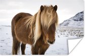 Poster Portret van een nieuwsgierig IJslander paard - 180x120 cm XXL