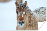 Jong fjord paard bedekt met sneeuw 90x60 cm - Foto print op Poster (wanddecoratie woonkamer / slaapkamer)