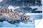 Poster Een groep pinguïns duikt het water in vanaf een rots - 30x20 cm