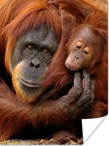 Orang-oetan moeder knuffelt met haar jong 30x40 cm - klein - Foto print op Poster (wanddecoratie woonkamer / slaapkamer)