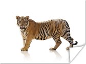 Staande tijger met weerspiegeling op witte achtergrond poster papier 160x120 cm - Foto print op Poster (wanddecoratie woonkamer / slaapkamer) / Wilde dieren Poster XXL / Groot formaat!