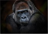 Gorilla op zwarte achtergrond - Foto op Posterpapier - 70 x 50 cm (B2)