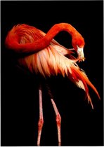 Flamingo op zwarte achtergrond - Foto op Posterpapier - 42 x 59.4 cm (A2)