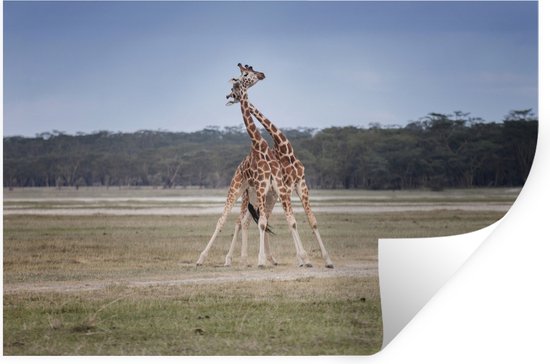 Sticker Muursticker Cous de girafes - Deux girafes steppe opbare - 30x20 cm - film adhésif autocollant - sticker mural repositionnable