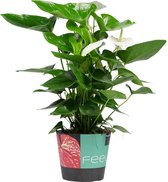 Mama's Planten - Anthurium Alaska - Flamingo Plant - Bloeiende Kamerplant - Geeft Sfeer En Zuurstof - ↨ 70cm - ⌀ 26cm