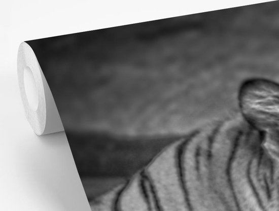 Papier peint photo peint photo vinyle - Tigre dans l'eau largeur 600 cm x hauteur 400 cm - Tirage photo sur papier peint (disponible en 7 tailles)