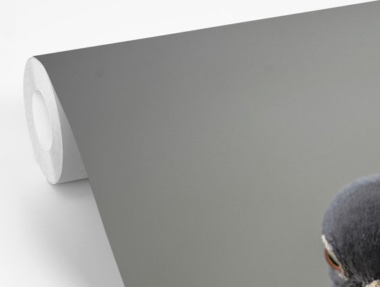 Papier peint photo vinyle - Un beau pigeon sur fond gris largeur 330 cm x hauteur 220 cm - Tirage photo sur papier peint (disponible en 7 tailles)
