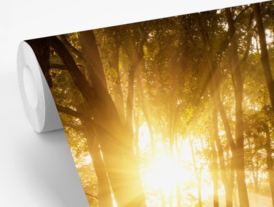 Papier peint photo vinyle - Le soleil d'automne se lève dans une forêt sombre largeur 330 cm x hauteur 220 cm - Tirage photo sur papier peint (disponible en 7 tailles)