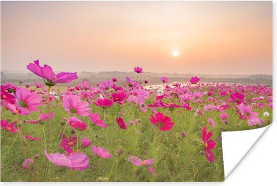 Bloemenweide met roze cosmos bij zonsondergang / Bloemen Poster