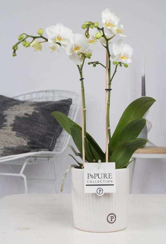 Orchidee van Botanicly – Vlinder orchidee met grijze sierpot als set ...