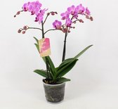 Orchidee van Botanicly – Orchidee – Hoogte: 45 cm, 1 tak – Phalaenopsis Multiflora Vienna