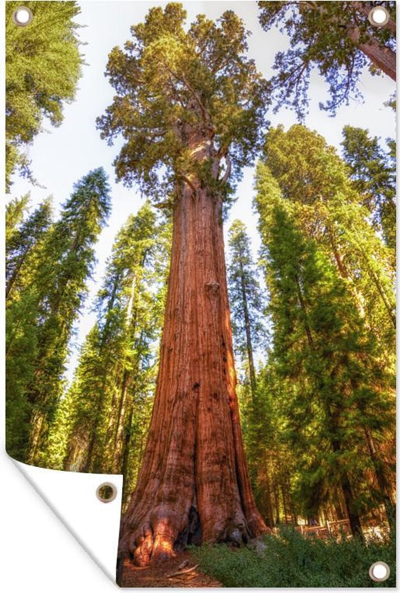 Séquoia arbres dans le parc national de Sequoia en Amérique affiche de  jardin 40x60 cm... | bol.com